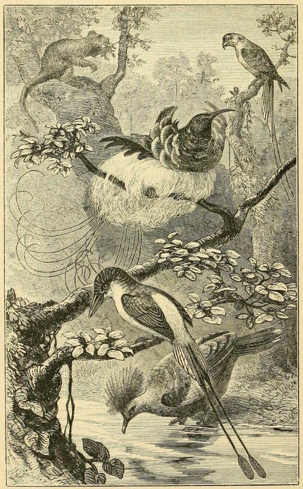 Distribution of Animals - New Guinea