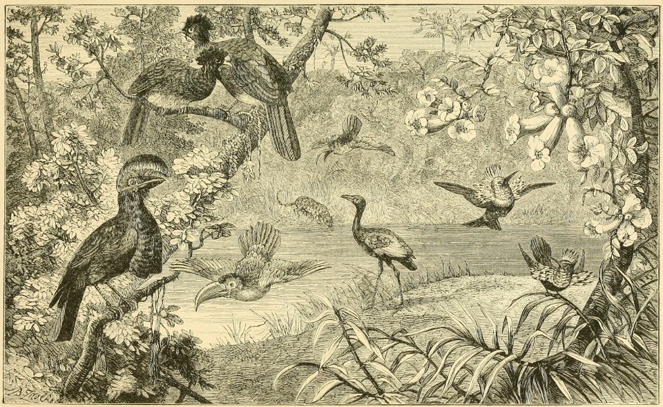 Distribution of Animals - Amazon