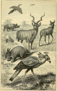 Distribution of Animals - East Africa