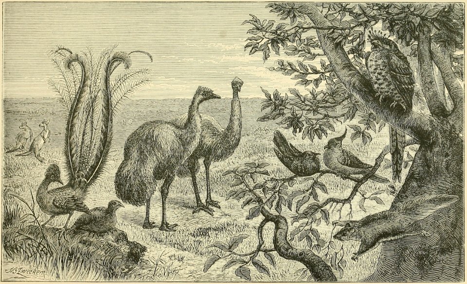 Distribution of Animals - New South Wales