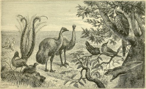 Distribution of Animals - New South Wales