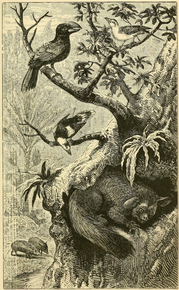 Distribution of Animals - Madagascar