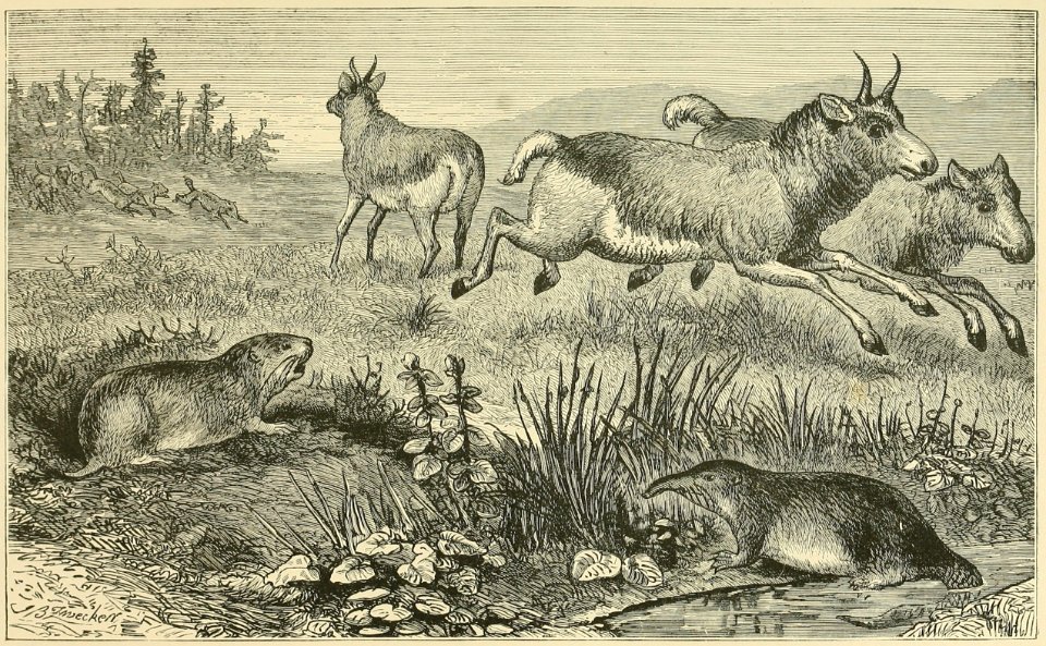 Distribution of Animals - Western Tartary