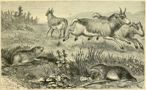 Distribution of Animals - Western Tartary