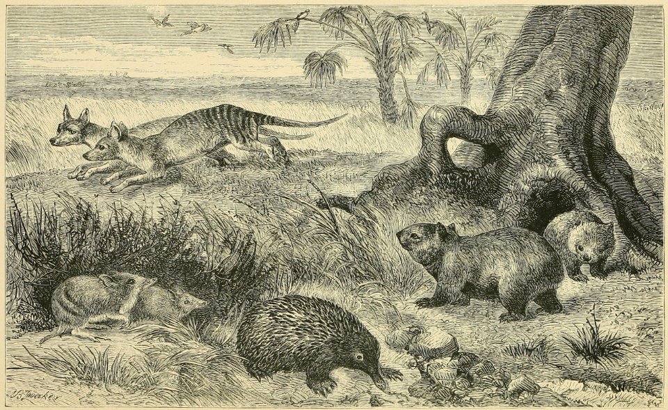 Distribution of Animals - Tasmania