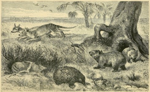 Distribution of Animals - Tasmania