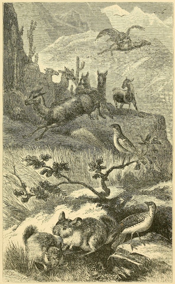 Distribution of Animals - Andes