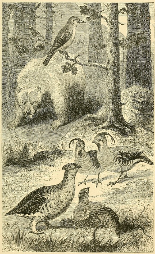 Distribution of Animals - California