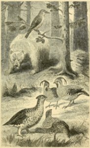 Distribution of Animals - California
