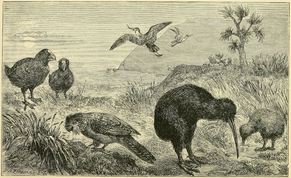 Distribution of Animals - New Zealand