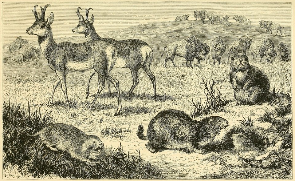 Distribution of Animals - Prairies