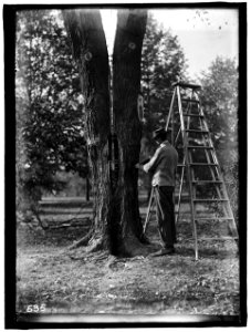 DISTRICT OF COLUMBIA PARKS. TREE SURGERY LCCN2016863431