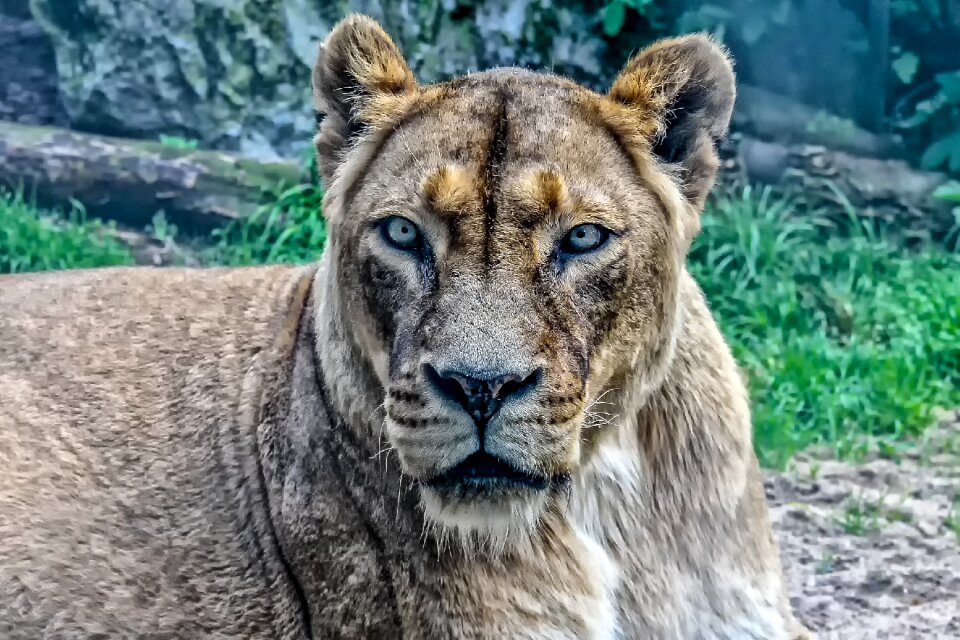 Lioness mammal wild photo