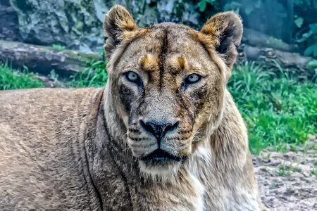 Lioness mammal wild