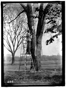 DISTRICT OF COLUMBIA PARKS. TREE SURGERY LCCN2016863430
