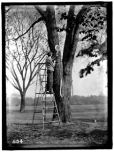 DISTRICT OF COLUMBIA PARKS. TREE SURGERY LCCN2016863430
