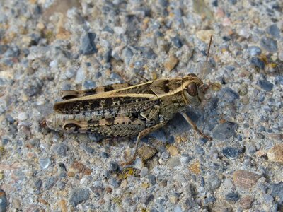 Pyrenees insect orthopteron