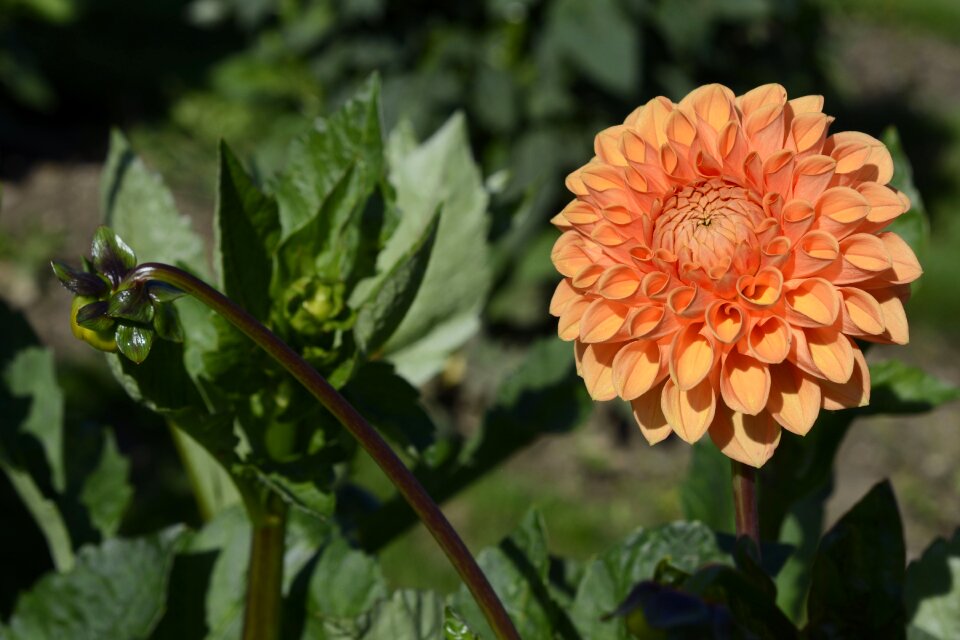 Bloom dahlia garden late summer photo