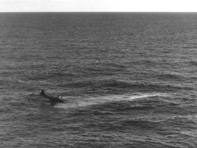 Ditched Douglas SBD of VB-10 off the Palaus on 30 March 1944