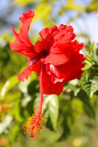 Natural petal color photo