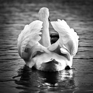 Bird nature water