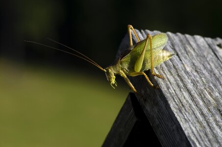 Grasshopper green viridissima