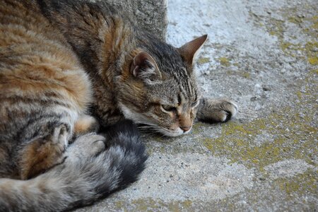 Cat lying tabby cat feline photo