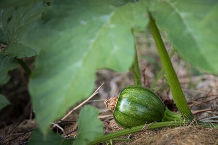 Harvest green vegetable