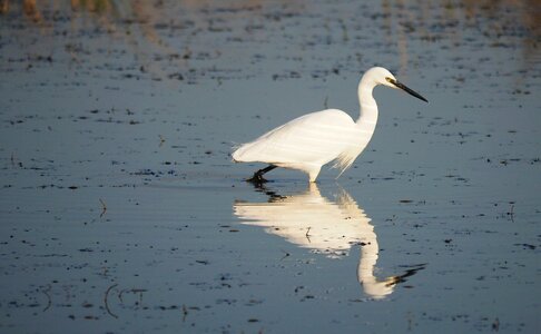 Birds egret water