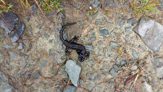 Nature alpine newt amphibian