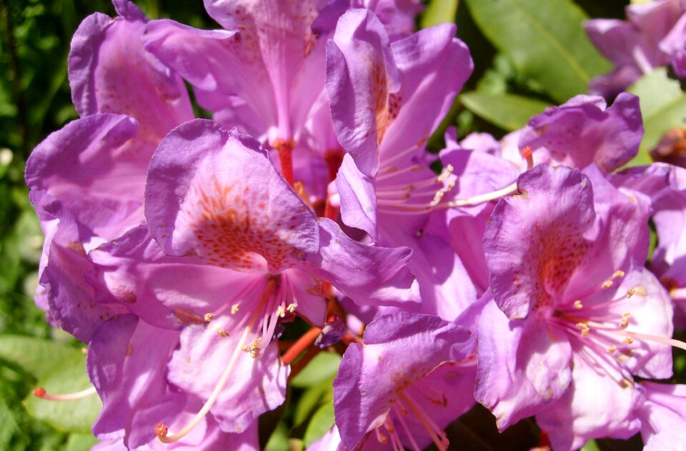 Flowers plant the beauty of nature