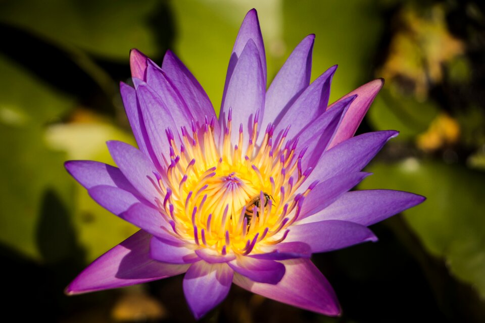 Aquatic flower leaf