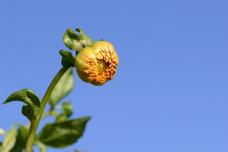 Dahlia garden late summer garden plant photo