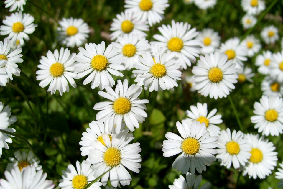 Daisies beautiful meadow