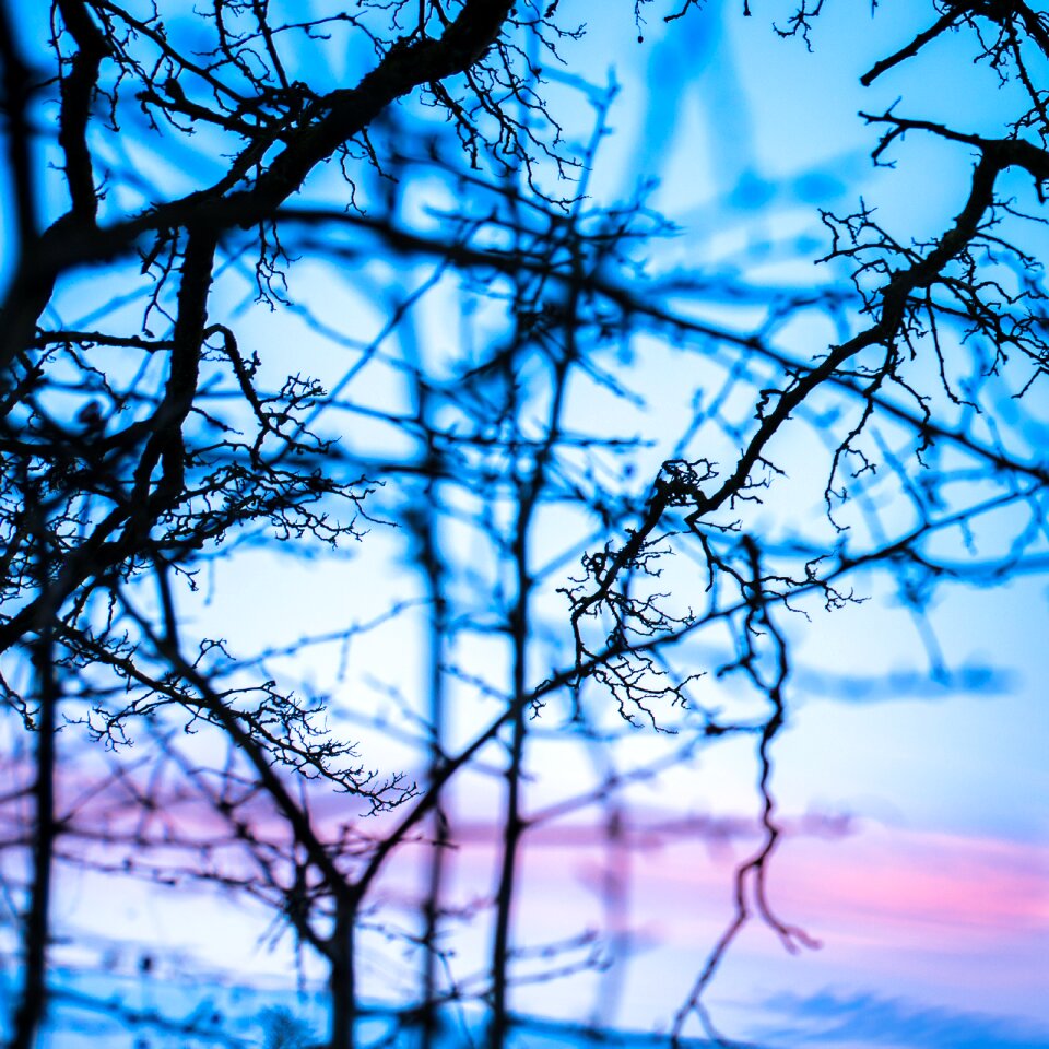 Nature tree natural