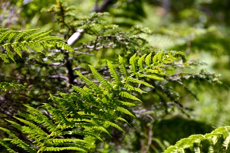 Green forest fern plant