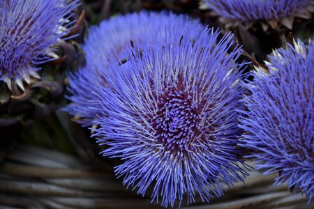 Flower nature plant