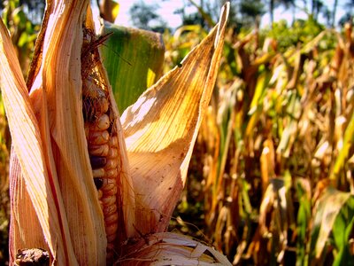 Galicia agriculture agricultural