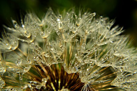 Frosty plant dressing-gown dandelion photo