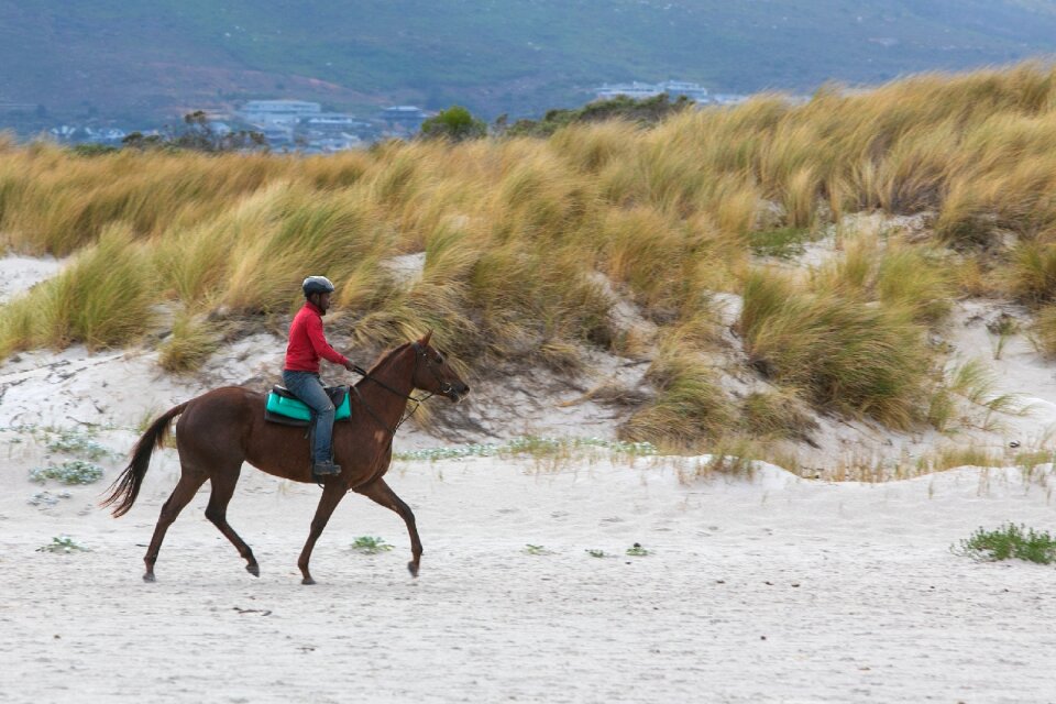 Equestrian animal horseback photo