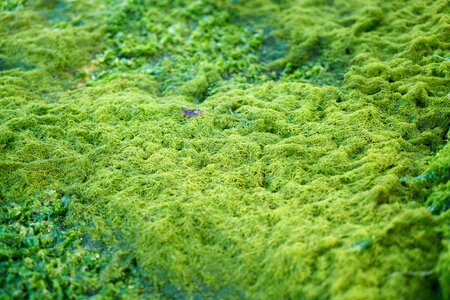 Live marine moist
