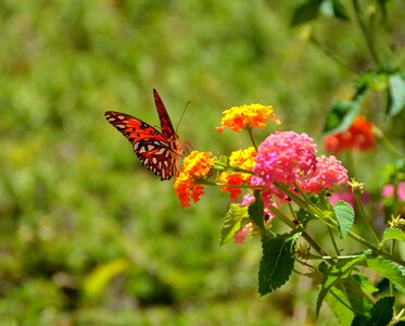 Butterfly flora summer photo