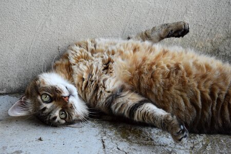 Feline cat lying tabby cat photo