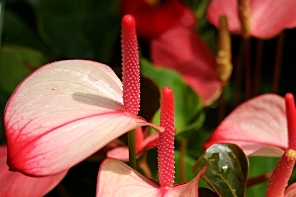 Plant large flamingoblume flower