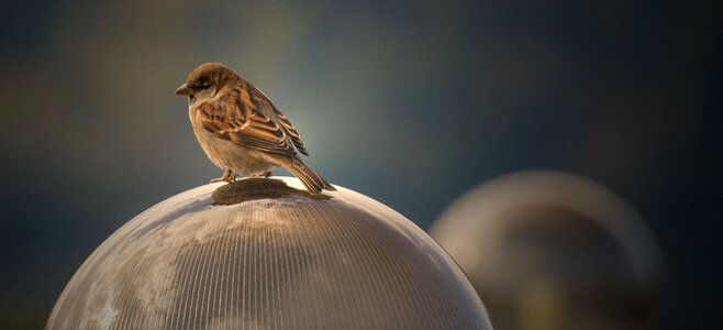 Birds wildlife no person