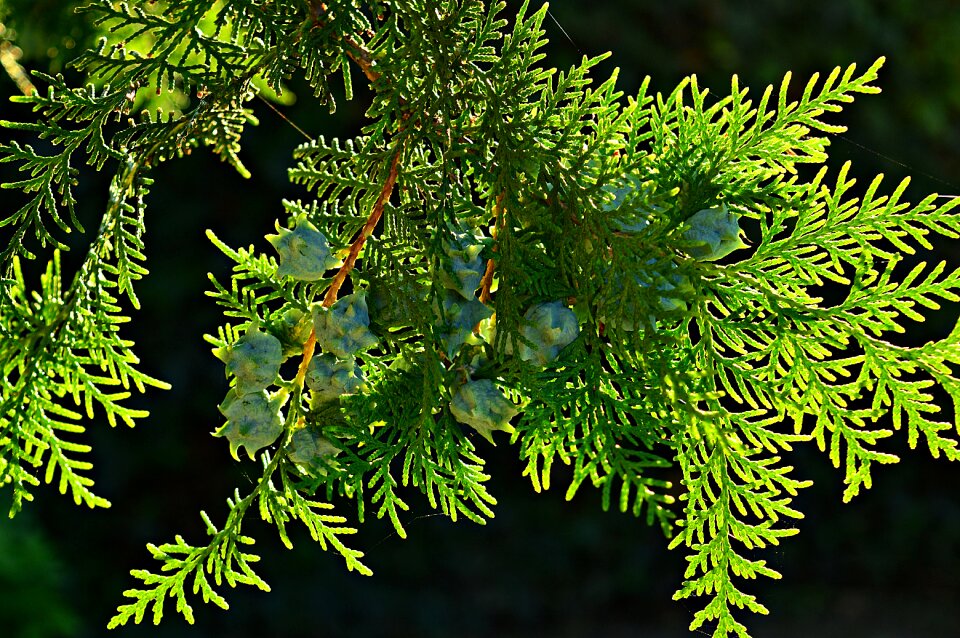 Plant nature leaves