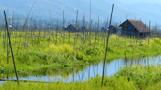 Nature lake grass