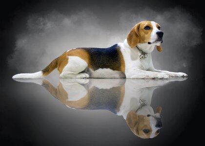 Fuck young beagle dog