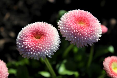 Petal summer daisy photo