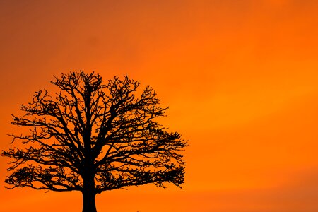 Silhouette winter nature